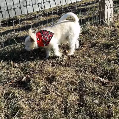 Vernon Dog Park - Vernon Township,