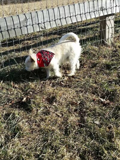 Vernon Dog Park - Vernon Township,