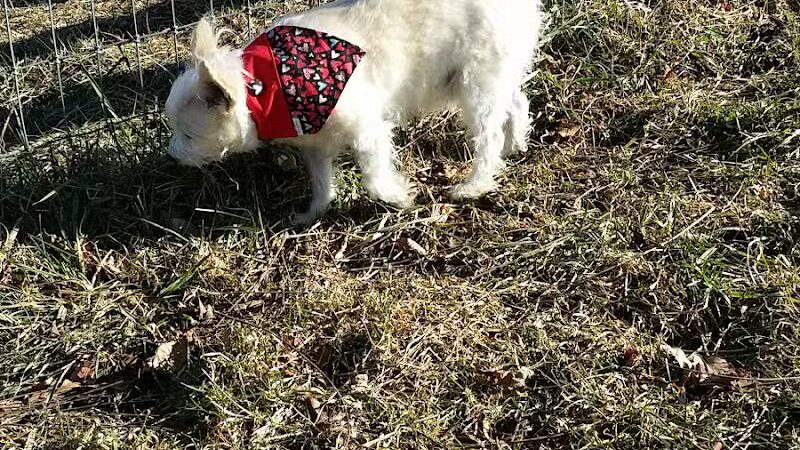 Vernon Dog Park - Vernon Township,