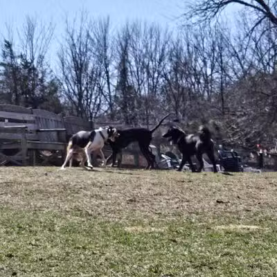 Vernon Dog Park - Vernon Township,