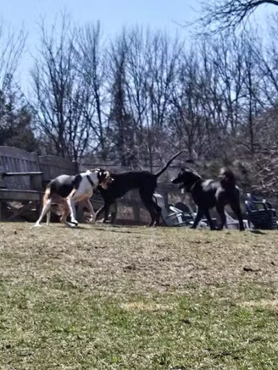 Vernon Dog Park - Vernon Township,