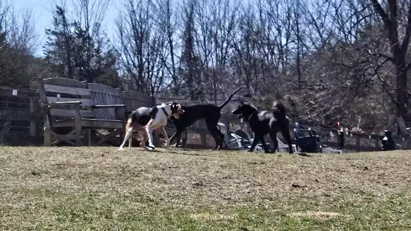 Vernon Dog Park - Vernon Township,