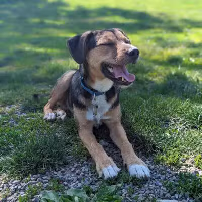 Vernon Dog Park - Vernon Township,