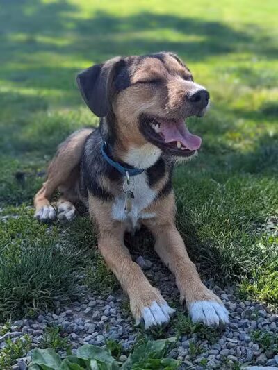 Vernon Dog Park - Vernon Township,