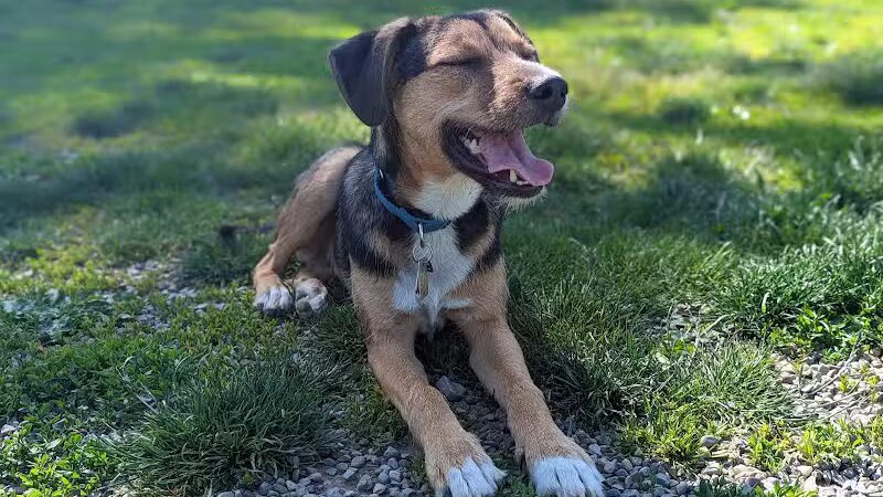 Vernon Dog Park - Vernon Township,