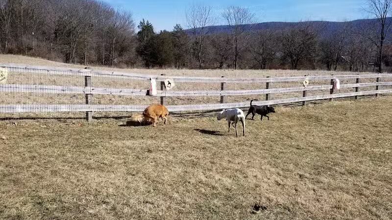 Vernon Dog Park - Vernon Township,