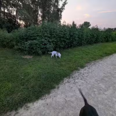 Badger Prairie Dog Park - Verona, WI