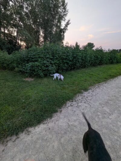 Badger Prairie Dog Park - Verona, WI