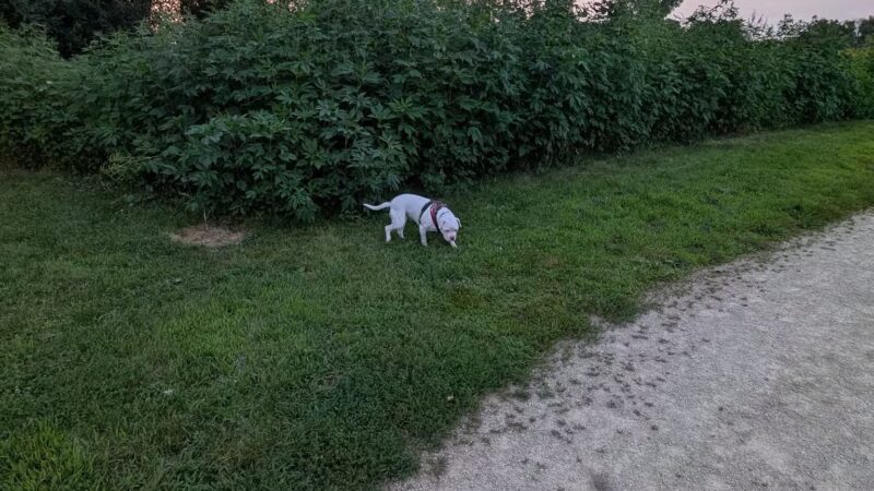 Badger Prairie Dog Park - Verona, WI