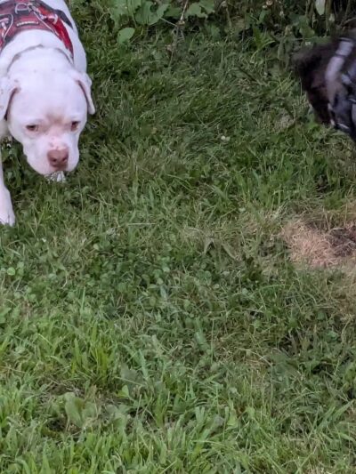 Badger Prairie Dog Park - Verona, WI