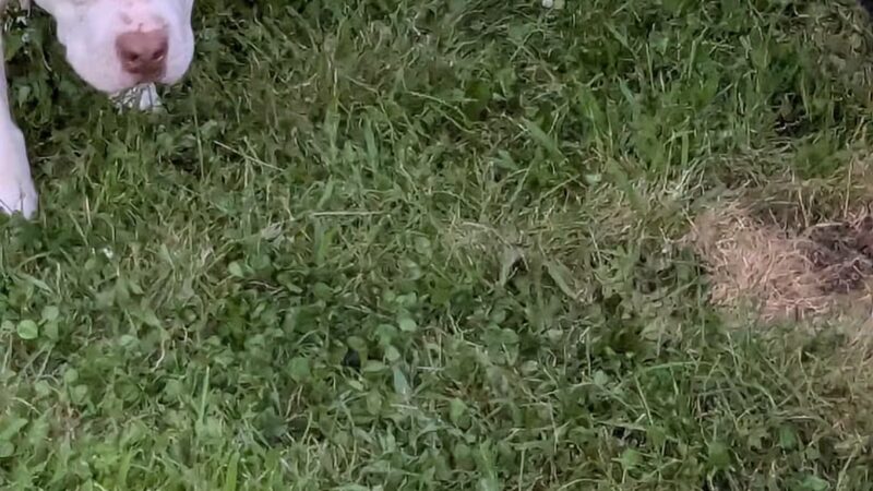 Badger Prairie Dog Park - Verona, WI