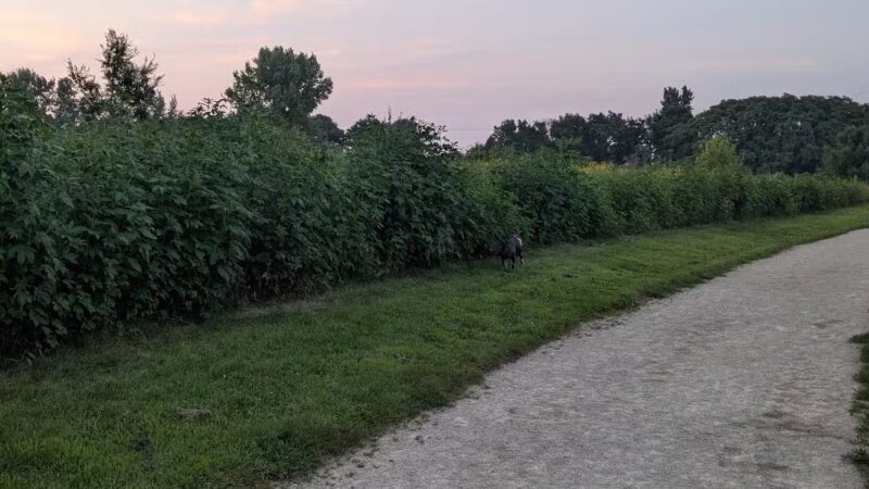 Badger Prairie Dog Park - Verona, WI