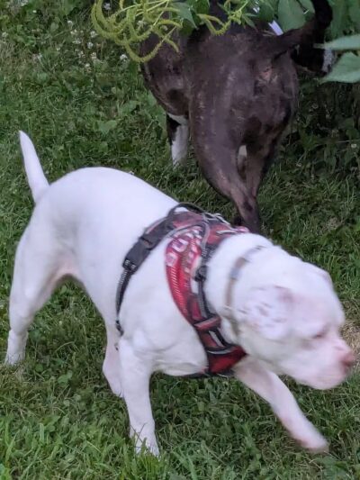 Badger Prairie Dog Park - Verona, WI