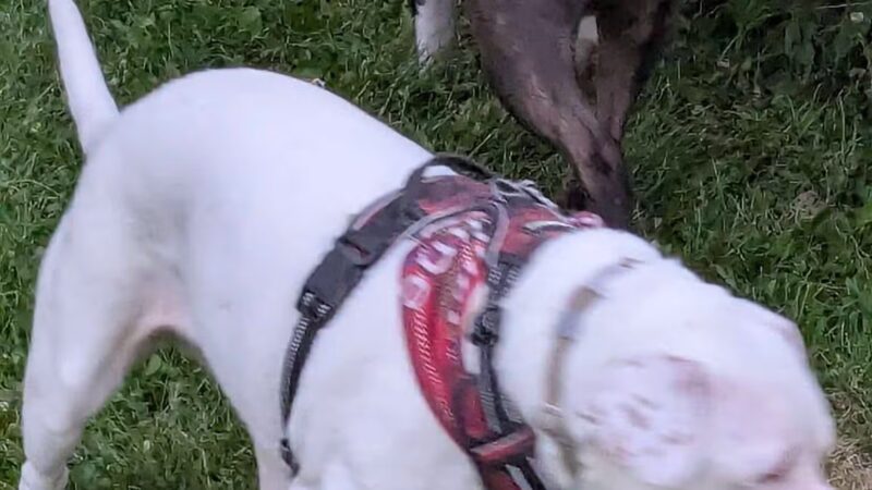 Badger Prairie Dog Park - Verona, WI