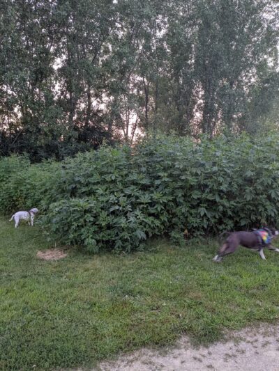 Badger Prairie Dog Park - Verona, WI
