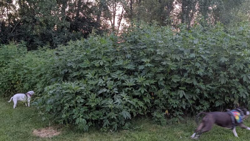 Badger Prairie Dog Park - Verona, WI