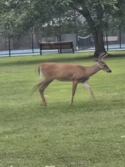 Verona Park - Verona, NJ