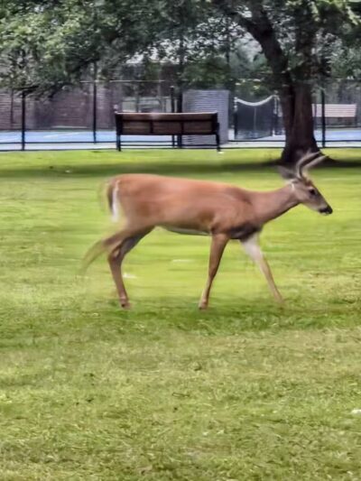 Verona Park - Verona, NJ