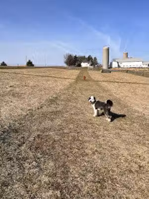Dairy Ridge Dog Run - Verona, WI