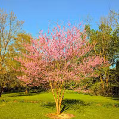 Clark Park - Vicksburg,