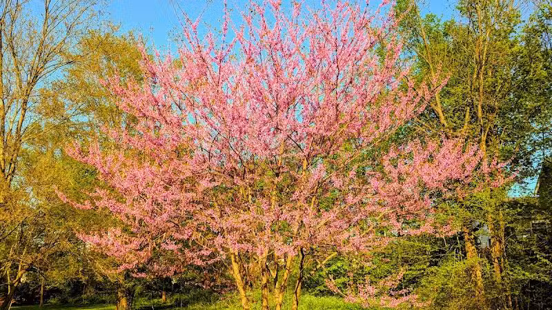 Clark Park - Vicksburg,