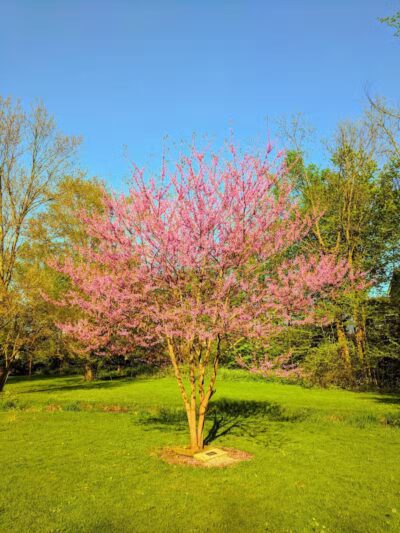 Clark Park - Vicksburg,