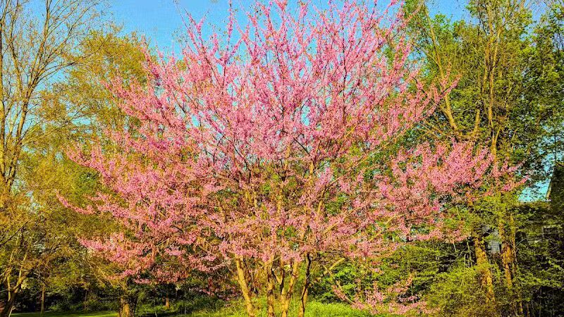 Clark Park - Vicksburg,