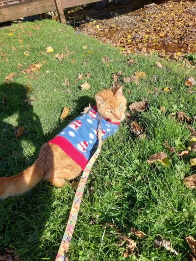 Clark Park - Vicksburg,