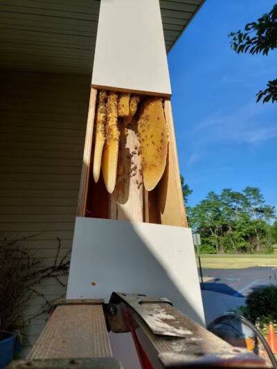 Swan Park - Vicksburg,