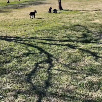 Vicksburg Dog Park - Vicksburg,