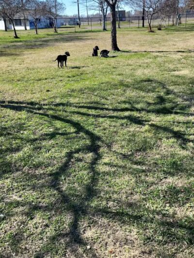 Vicksburg Dog Park - Vicksburg,