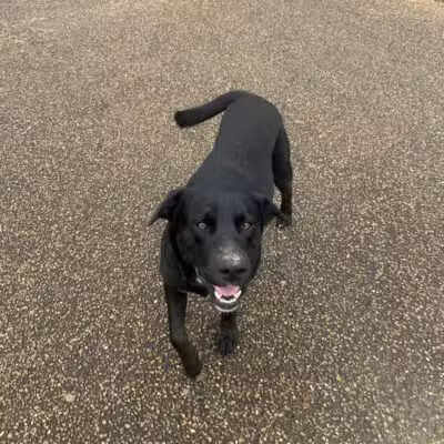 Vicksburg Dog Park - Vicksburg,