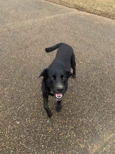 Vicksburg Dog Park - Vicksburg,