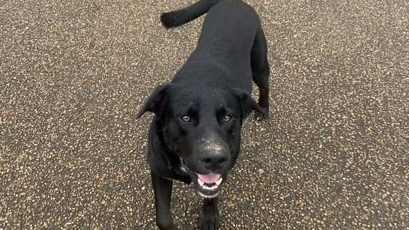 Vicksburg Dog Park - Vicksburg,