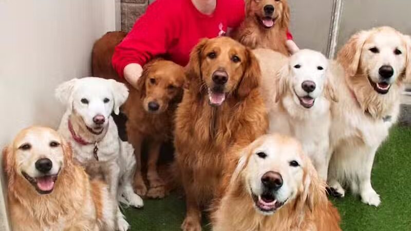 Camp Bow Wow Clarkston - Village of Clarkston, MI