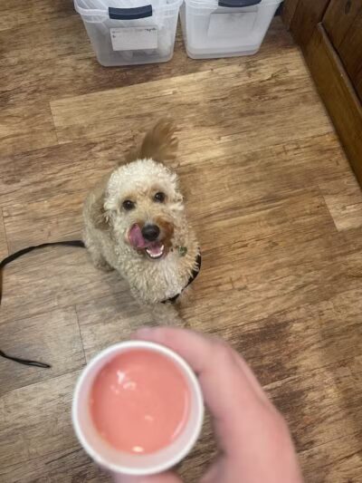 Camp Bow Wow Clarkston - Village of Clarkston, MI