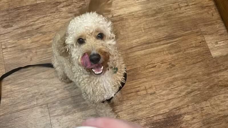 Camp Bow Wow Clarkston - Village of Clarkston, MI