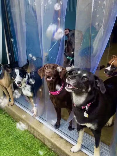 Camp Bow Wow Clarkston - Village of Clarkston, MI