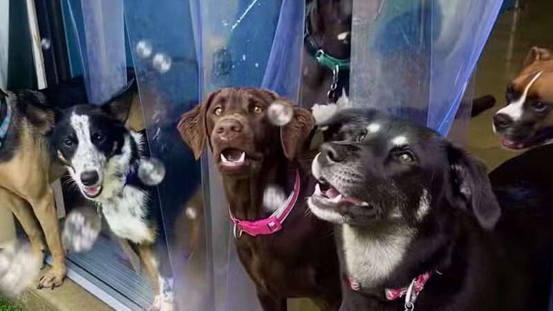 Camp Bow Wow Clarkston - Village of Clarkston, MI