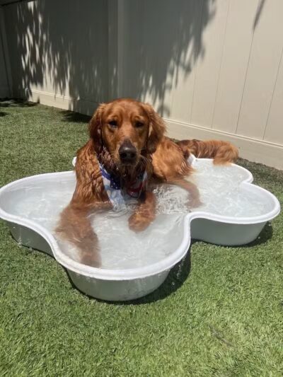 Camp Bow Wow Clarkston - Village of Clarkston, MI