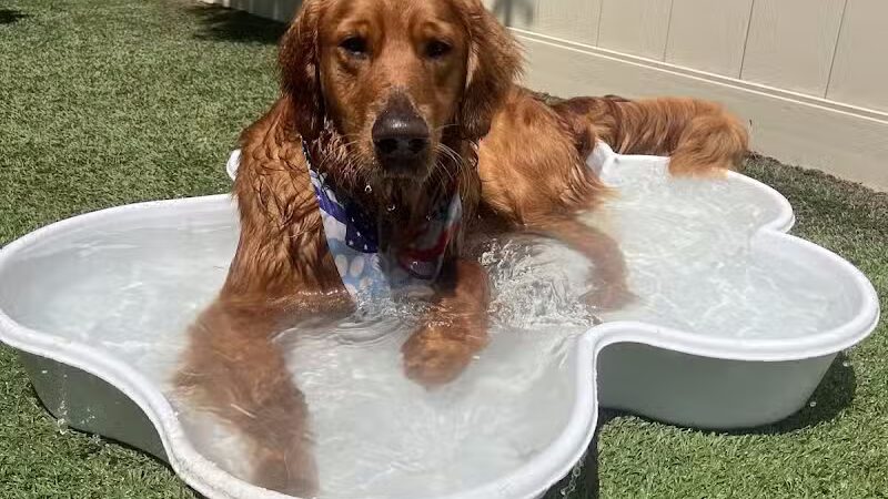 Camp Bow Wow Clarkston - Village of Clarkston, MI