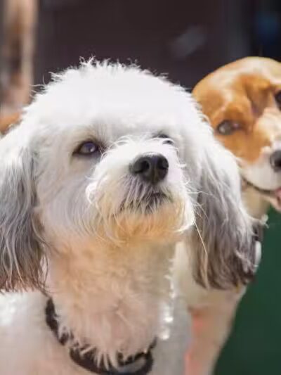 Camp Bow Wow Clarkston - Village of Clarkston, MI