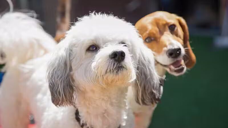 Camp Bow Wow Clarkston - Village of Clarkston, MI