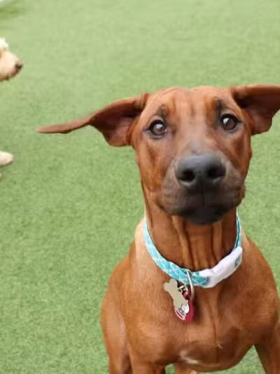 Camp Bow Wow Clarkston - Village of Clarkston, MI