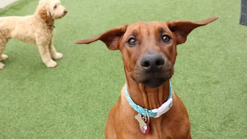 Camp Bow Wow Clarkston - Village of Clarkston, MI