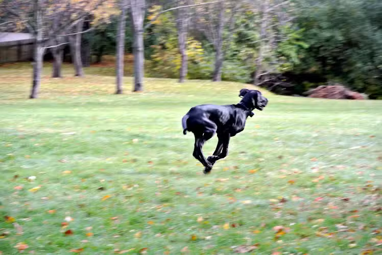 Camp Bow Wow Clarkston - Village of Clarkston, MI