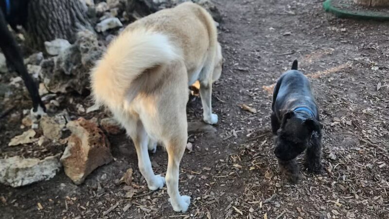 Horseshoe Bend Bark Park - Village of Four Seasons, MO