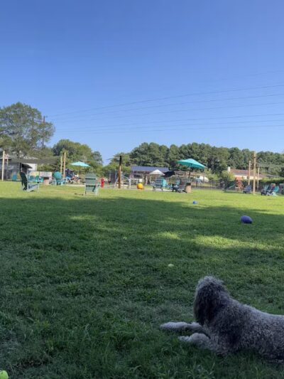 Pups and Pints - Virginia Beach, VA