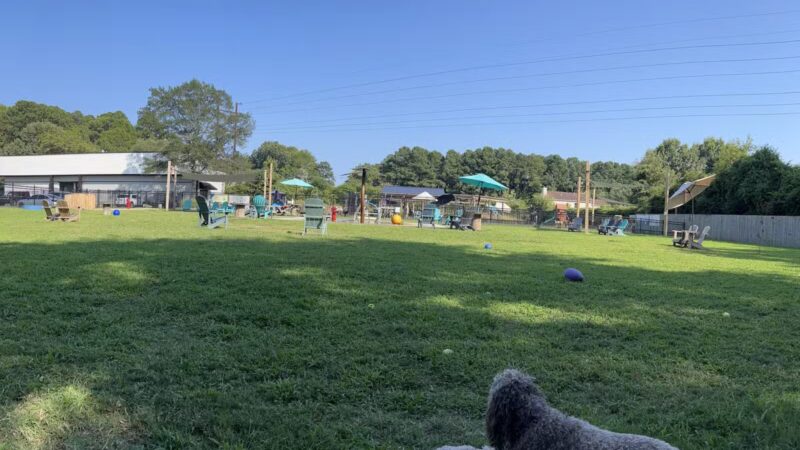 Pups and Pints - Virginia Beach, VA