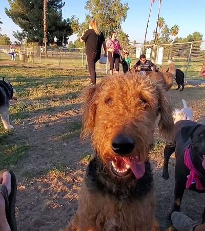 Plaza Park Bark Park - Visalia, CA